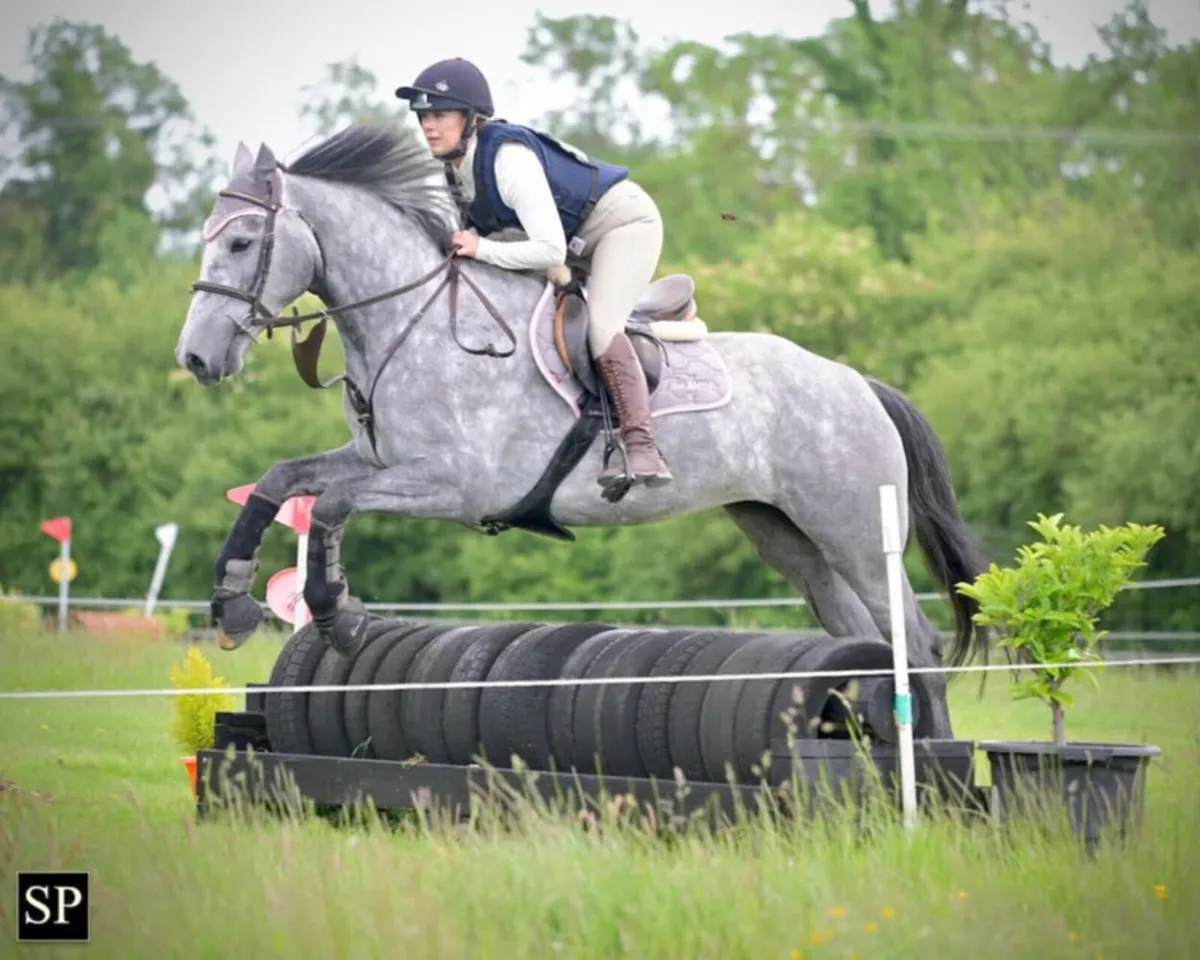 5yr old Irish Draught Mare - Image 1