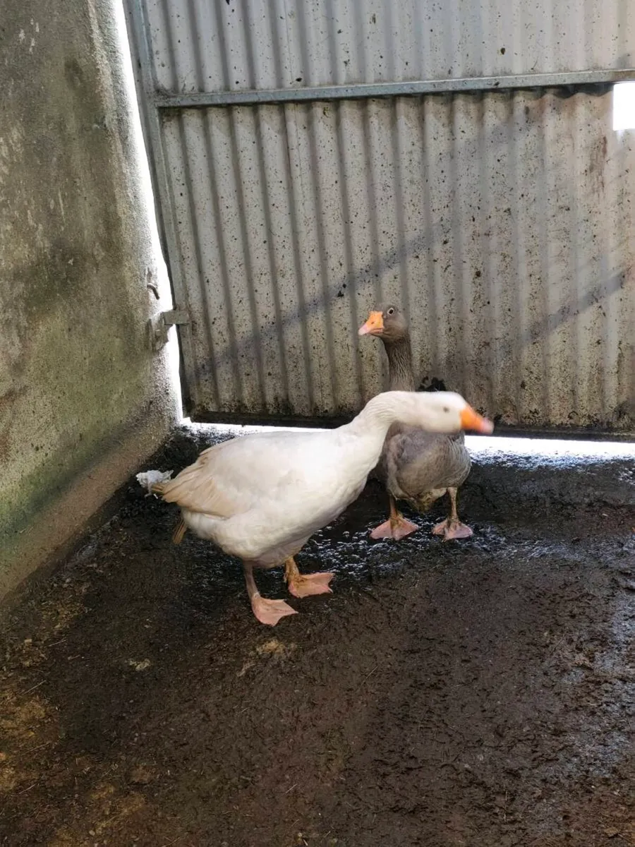 Breeding pair of geese - Image 1