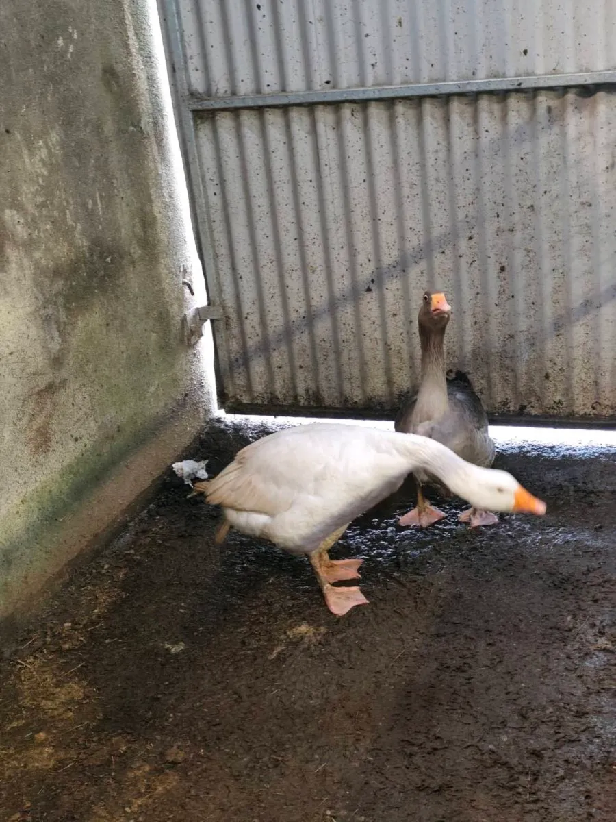 Breeding pair of geese - Image 4