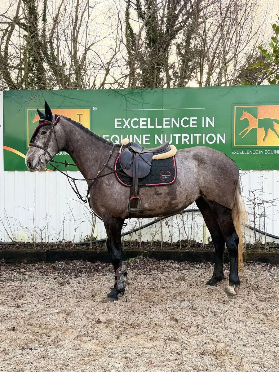 Livello x Diamant de Semilly - Image 1