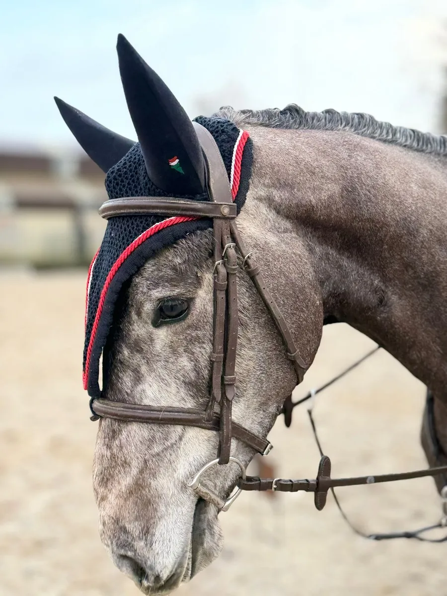 Livello x Diamant de Semilly - Image 4