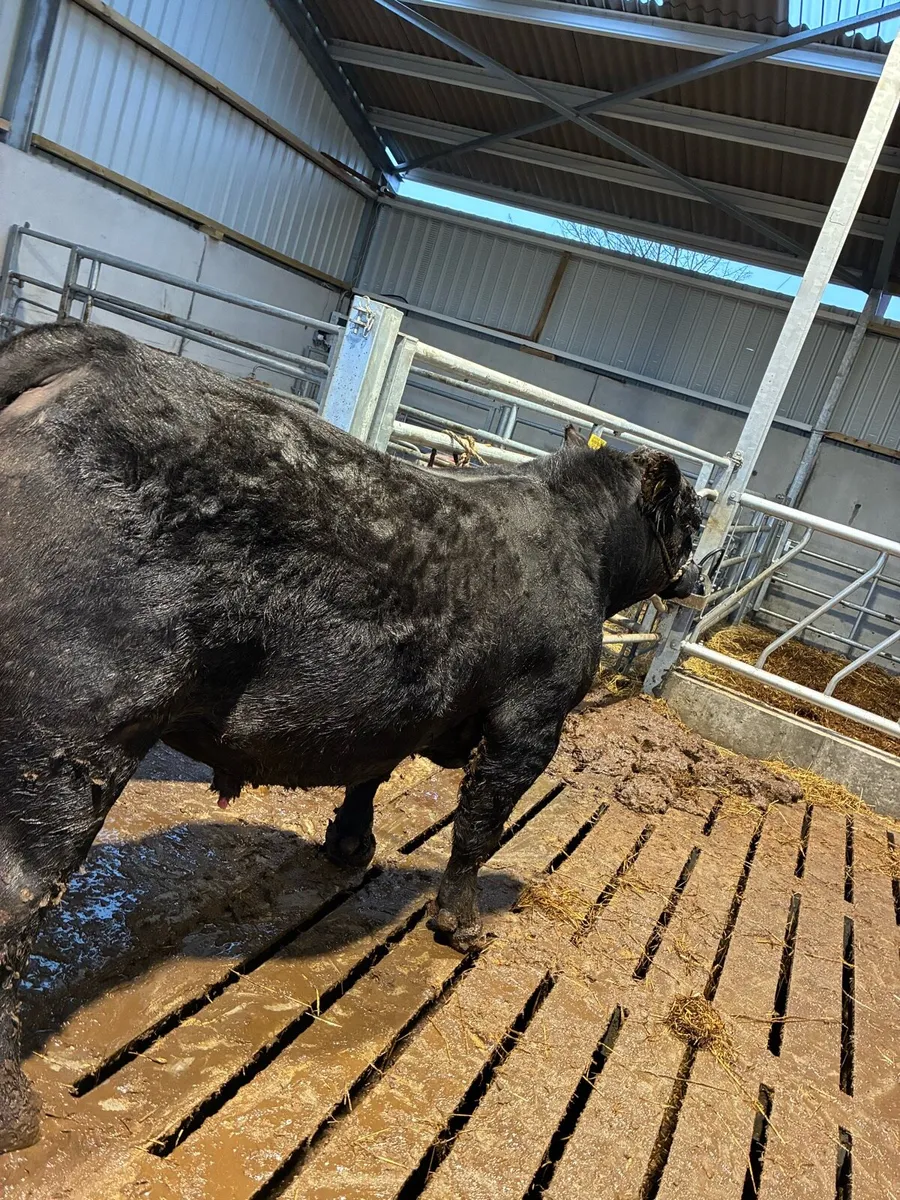 Limousin, Angus and Hereford bulls for sale - Image 3