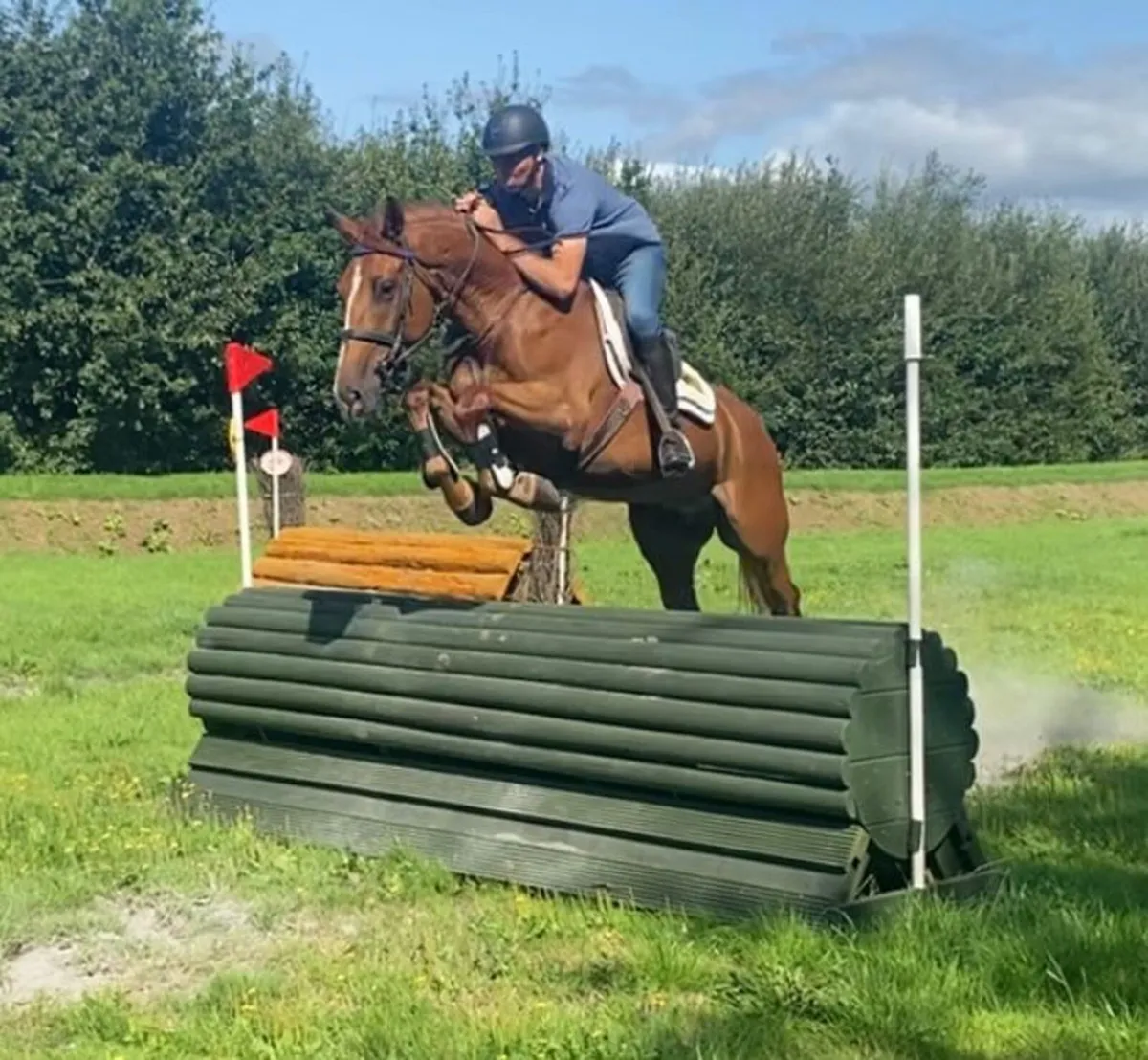 3 5 yr oldes for sale - Image 1