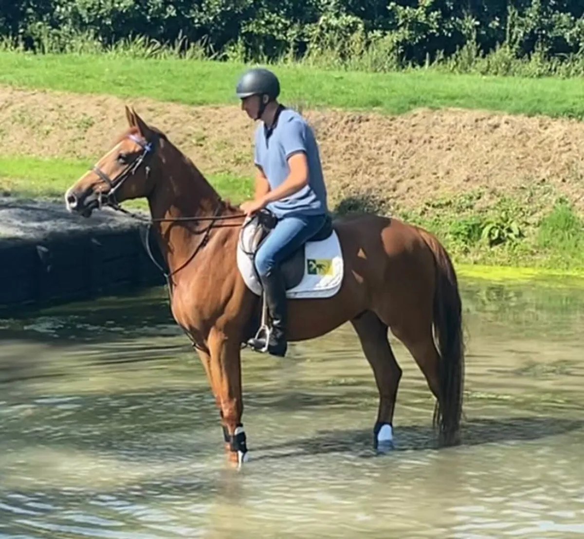 3 5 yr oldes for sale - Image 3