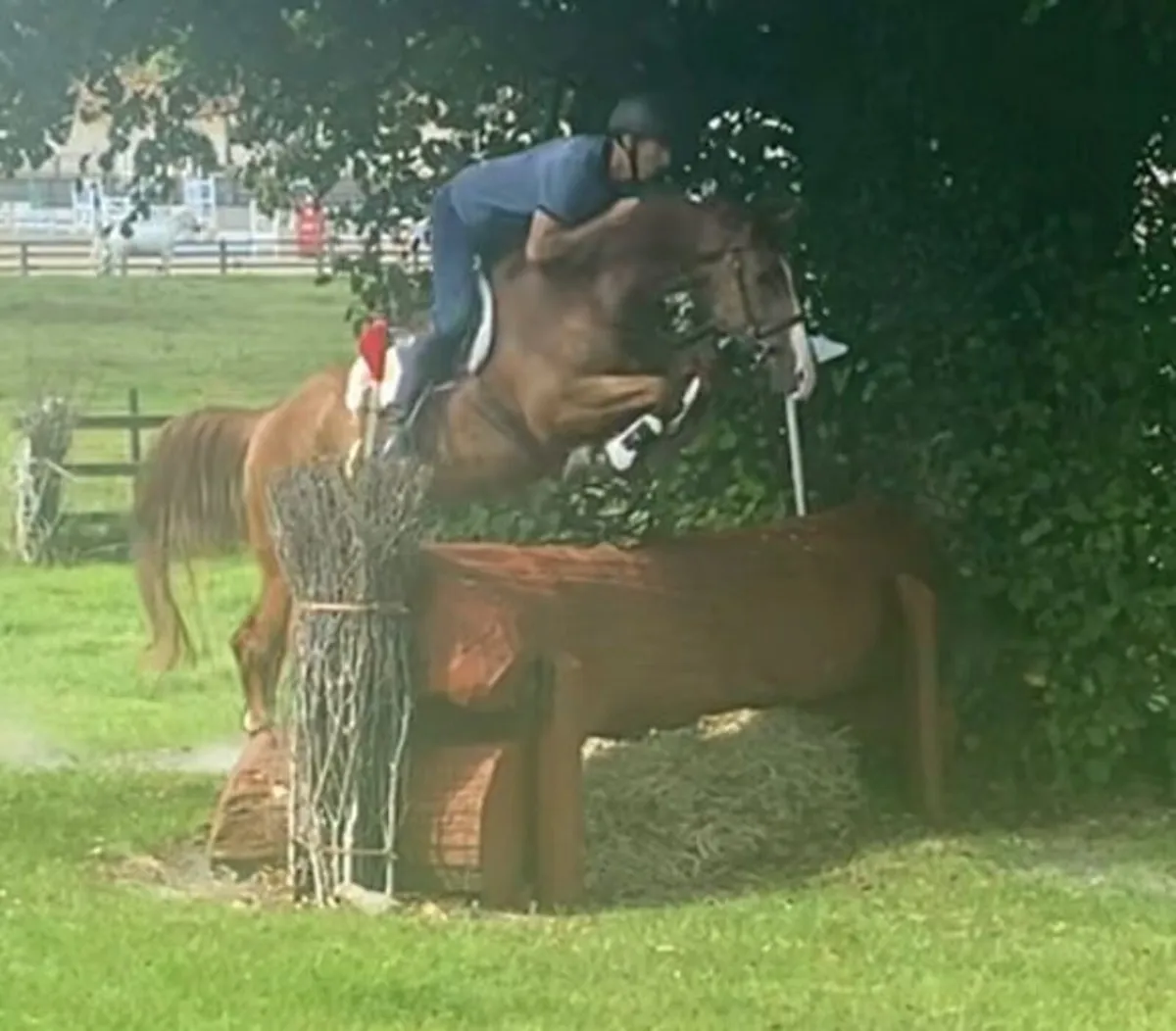 3 5 yr oldes for sale - Image 4