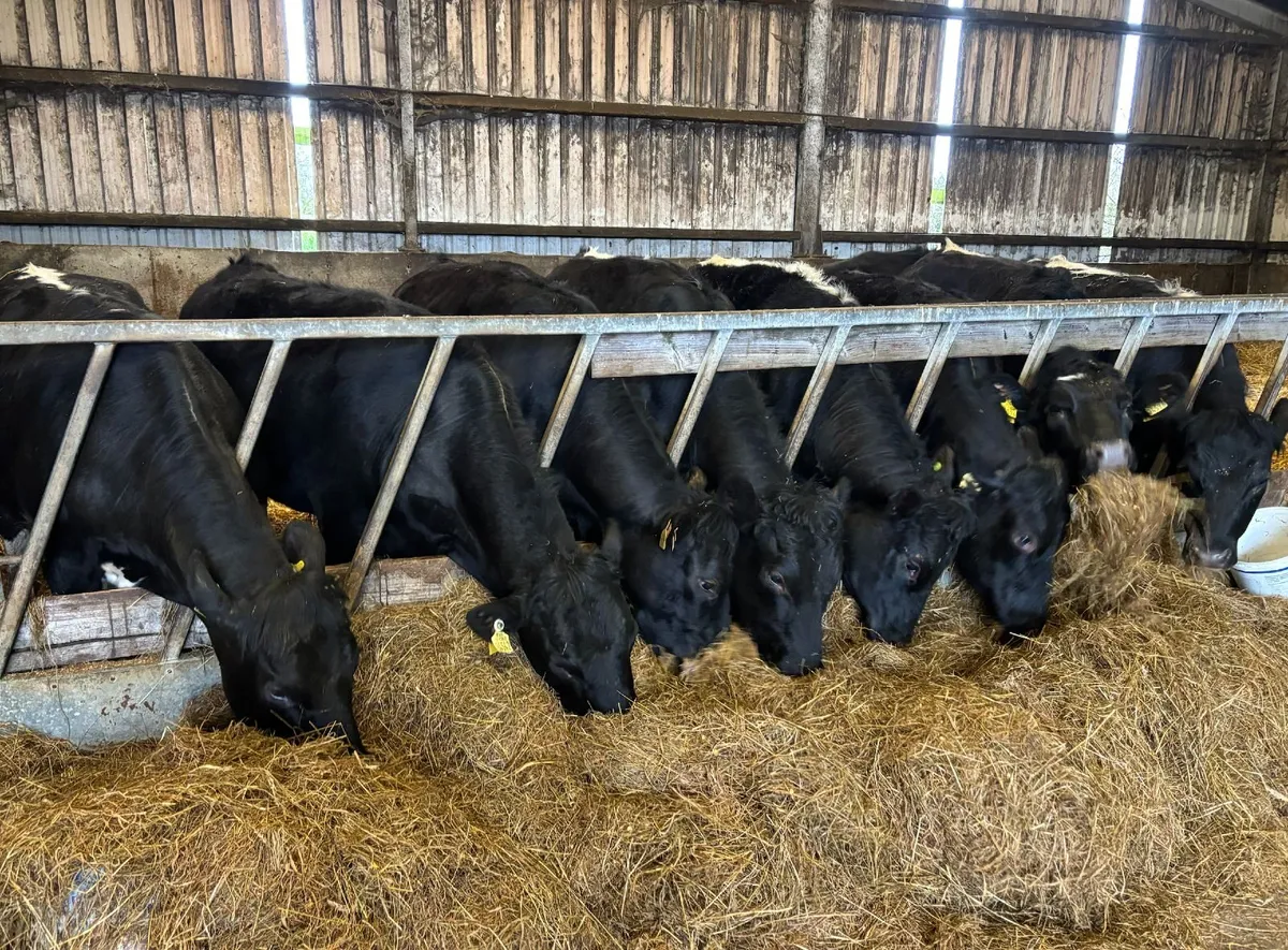 9 Quality Assured Heifers Kilcullen Mart 25th Feb - Image 1