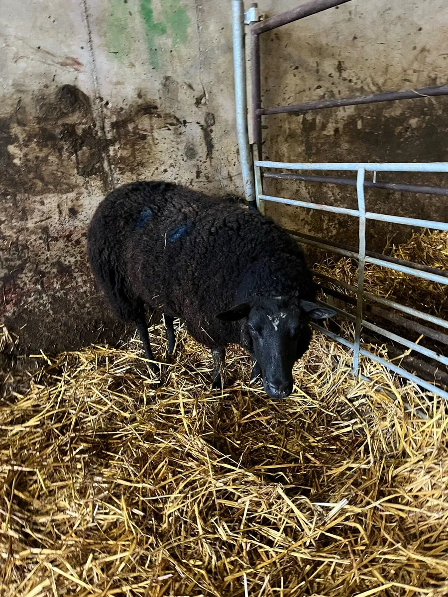 Ewe with milk - Image 2