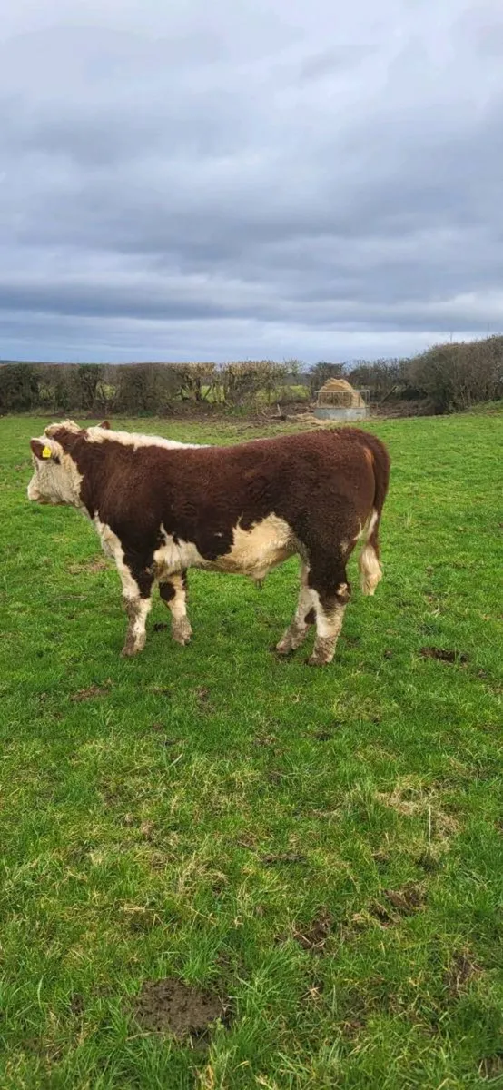 Pedigree Hereford Bulls – Rambo & Lawman Bulls - Image 1