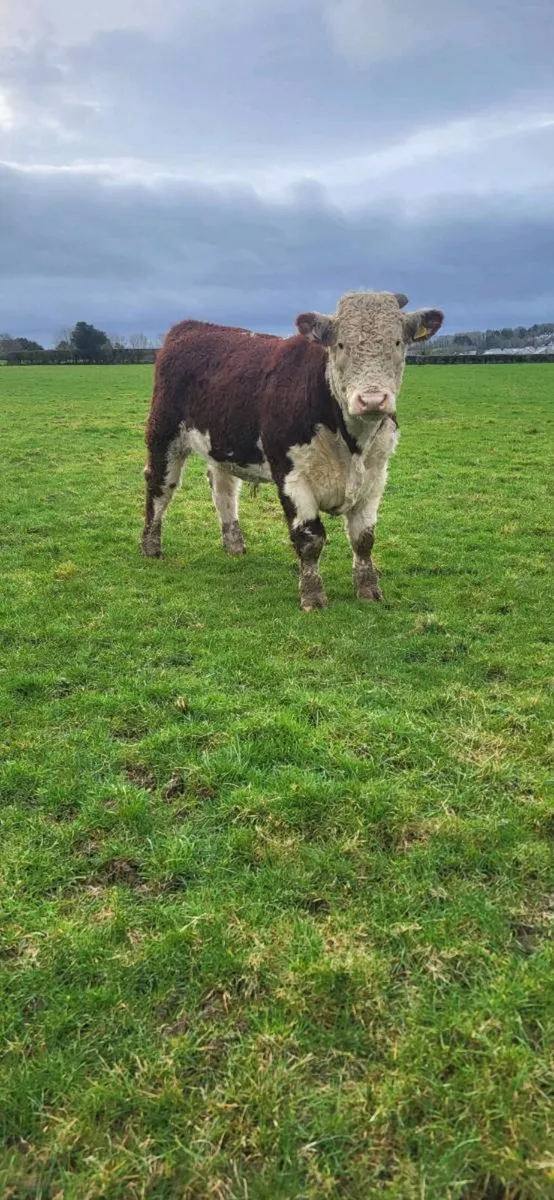 Pedigree Hereford Bulls – Rambo & Lawman Bulls - Image 2