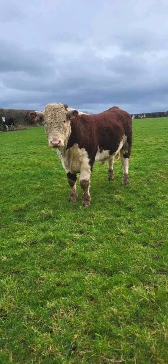 Pedigree Hereford Bulls – Rambo & Lawman Bulls - Image 3