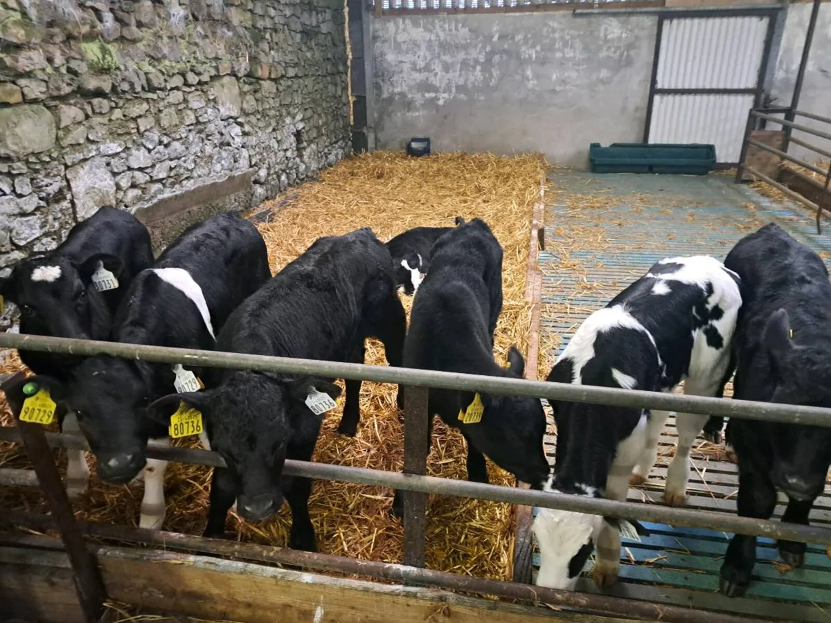 Calves - Image 1