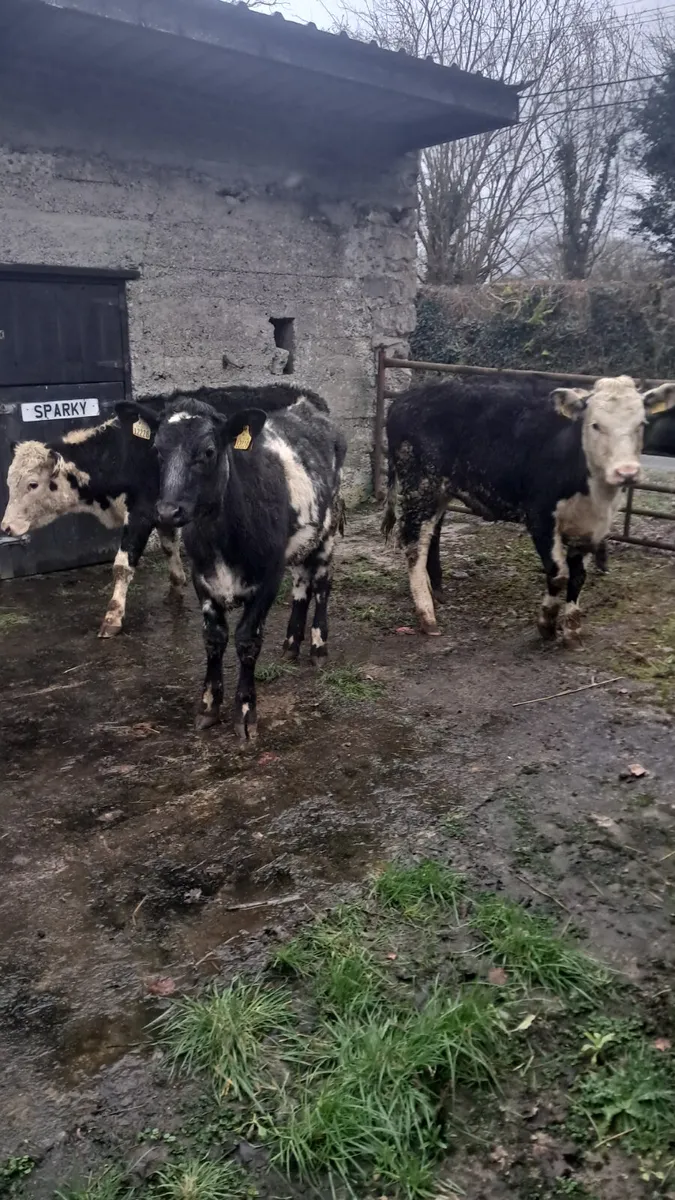 Yearling heifers - Image 1