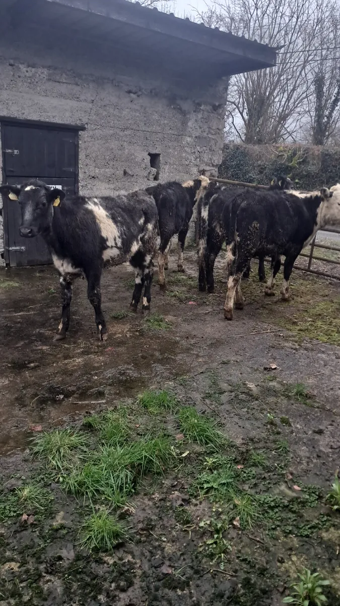 Yearling heifers - Image 2