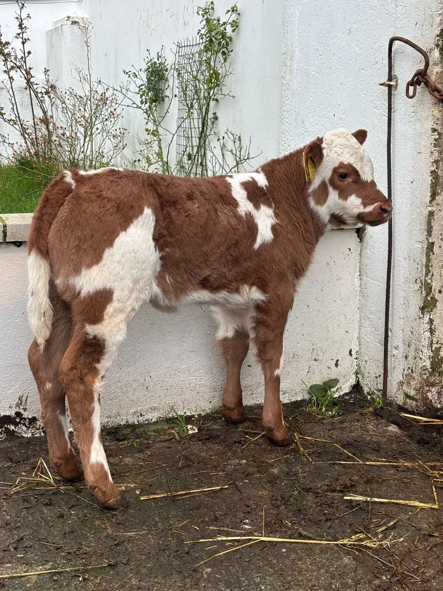 🔥🔥AI BB x PBR SIMMENTAL 🔥🔥 - Image 1