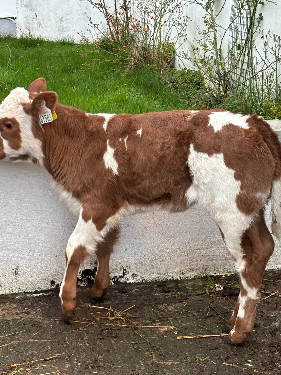 🔥🔥AI BB x PBR SIMMENTAL 🔥🔥 - Image 3