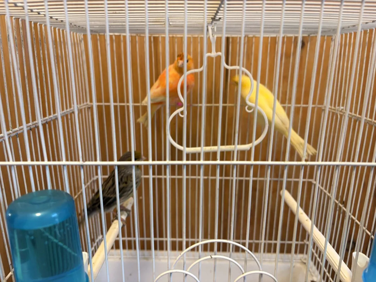 canaries - Image 1
