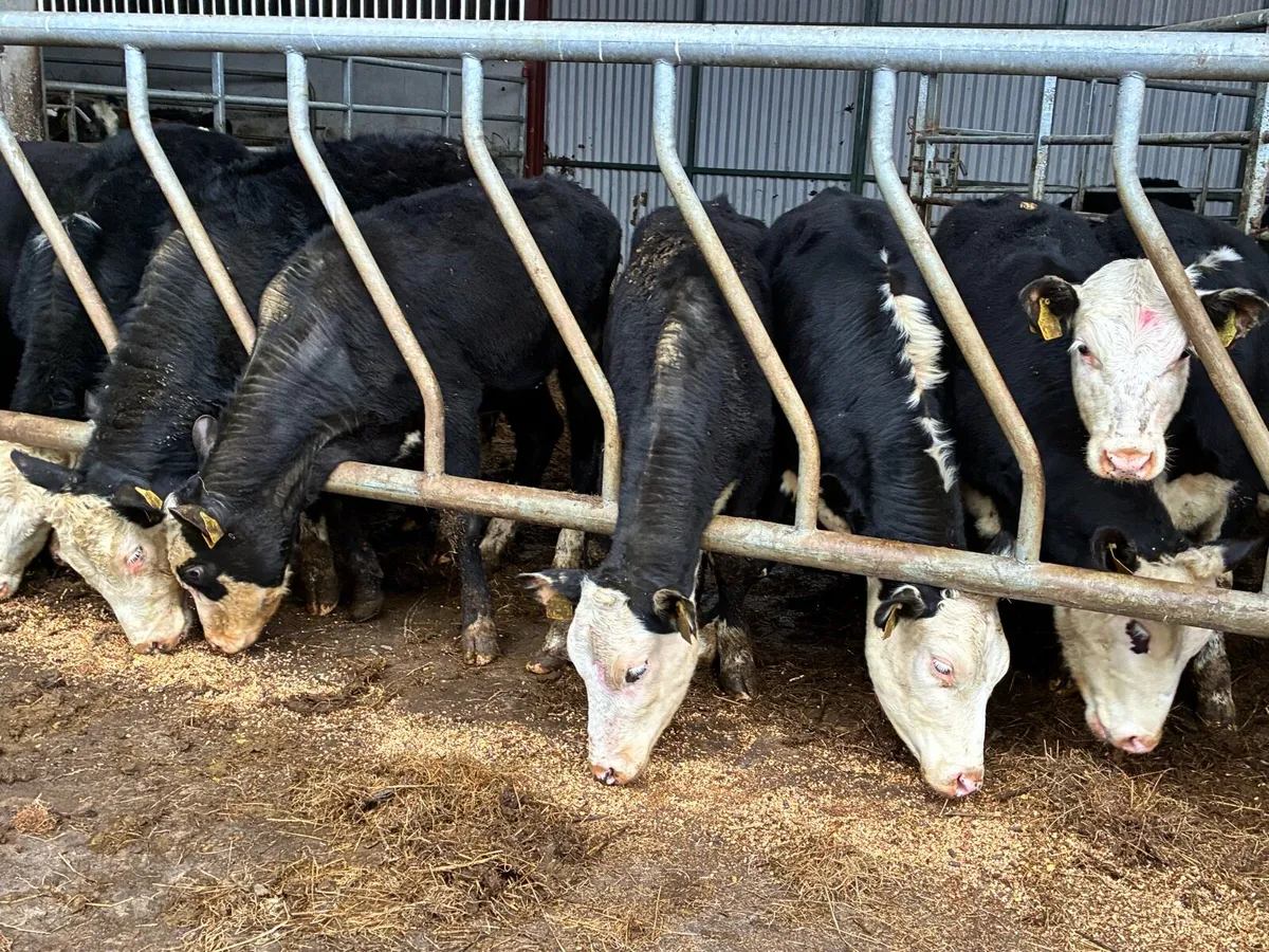 11 Hereford heifers for sale - Image 1