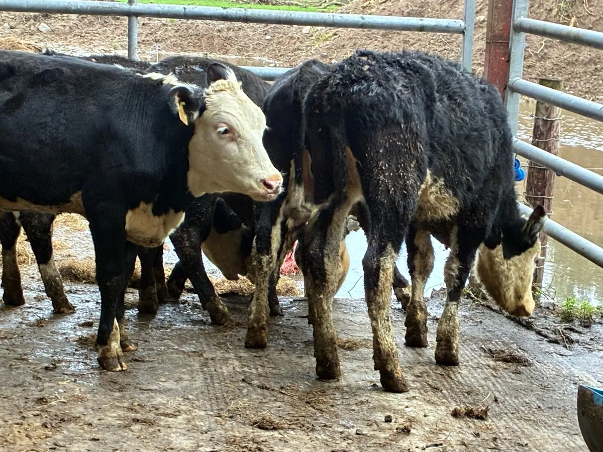 11 Hereford heifers for sale - Image 3