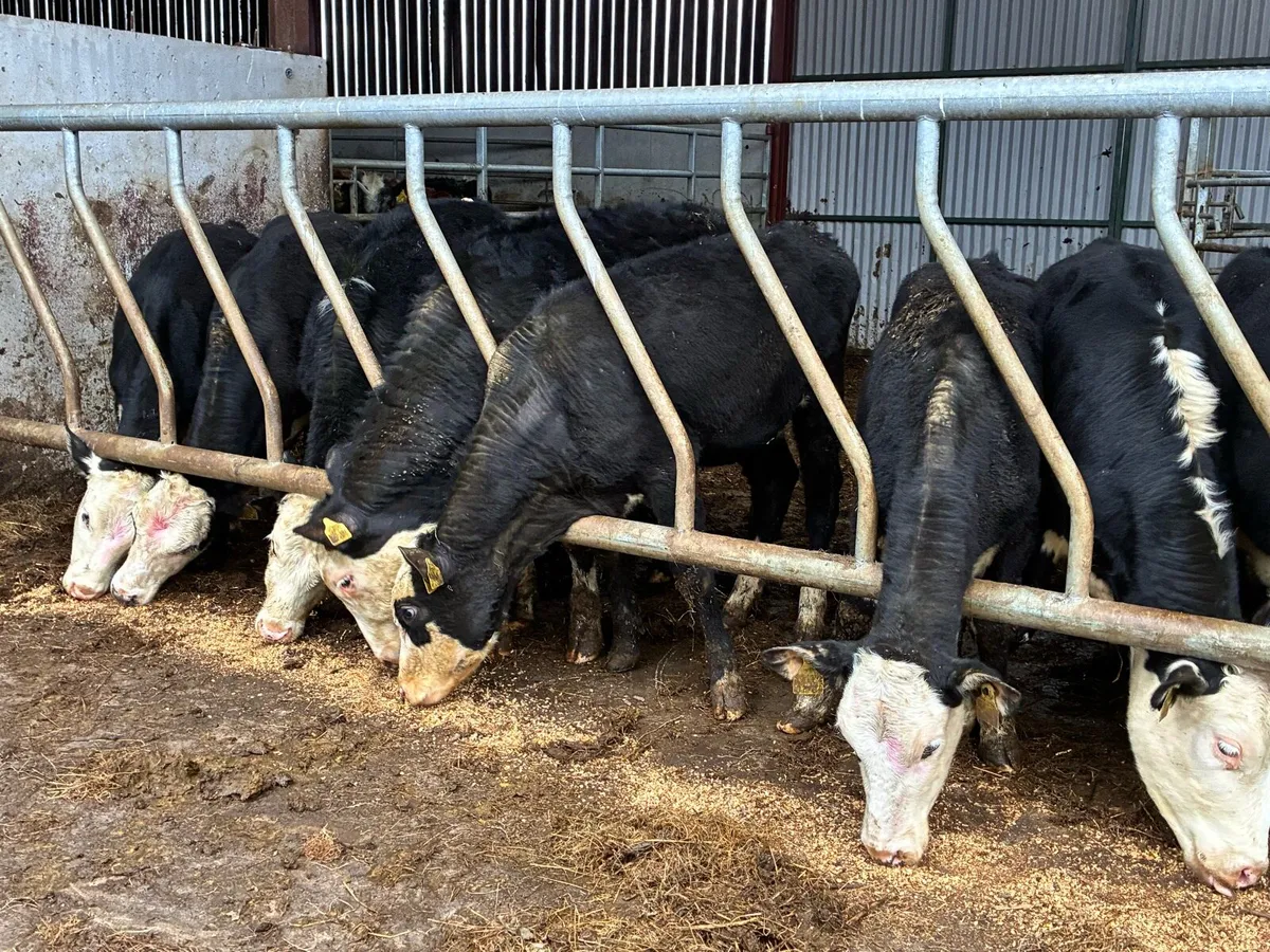 11 Hereford heifers for sale - Image 2