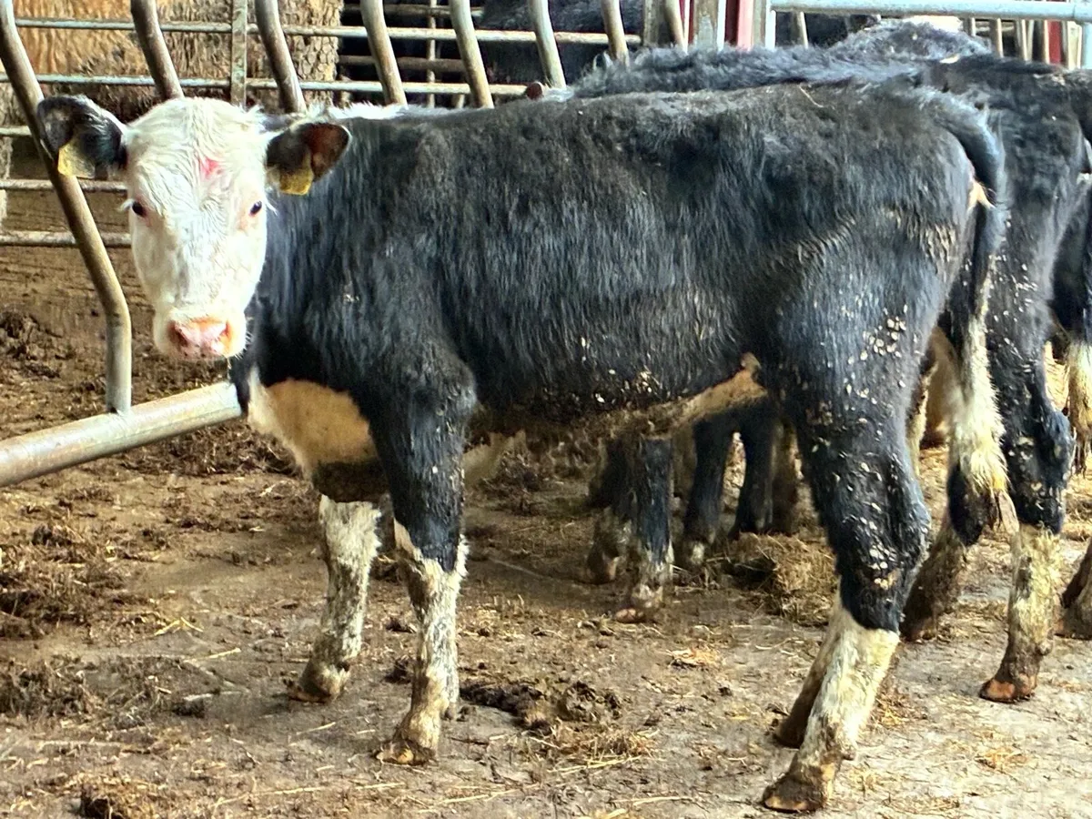 11 Hereford heifers for sale - Image 4