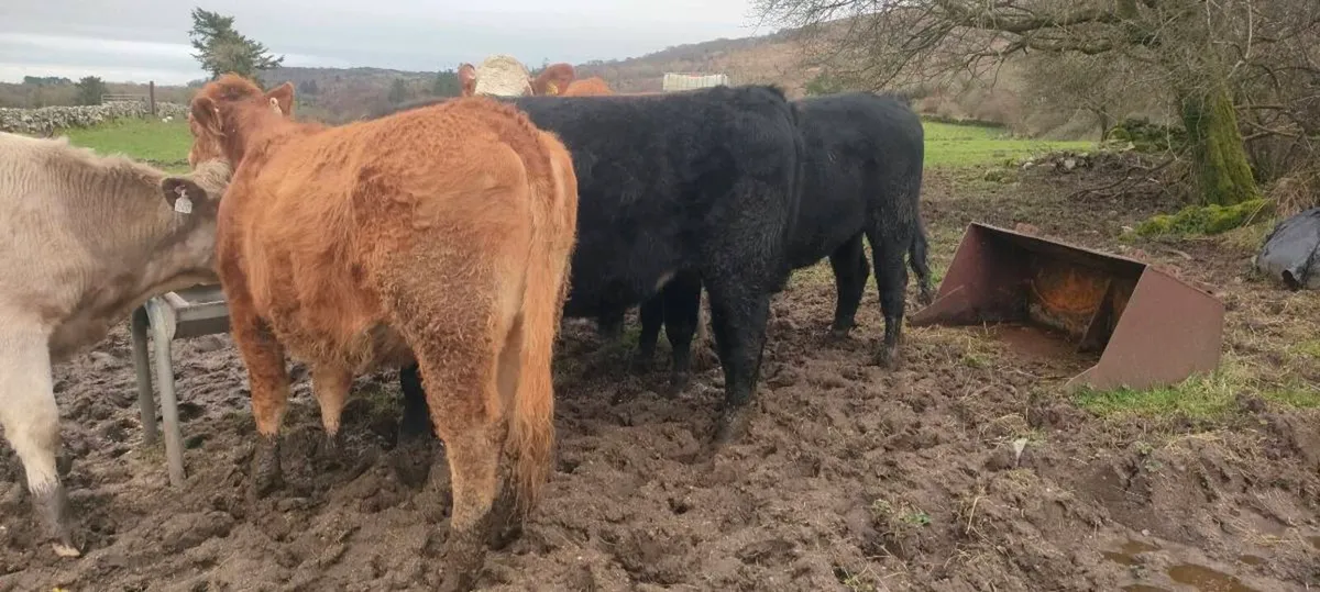 Cattle  male and female twins, Angus bullock - Image 3