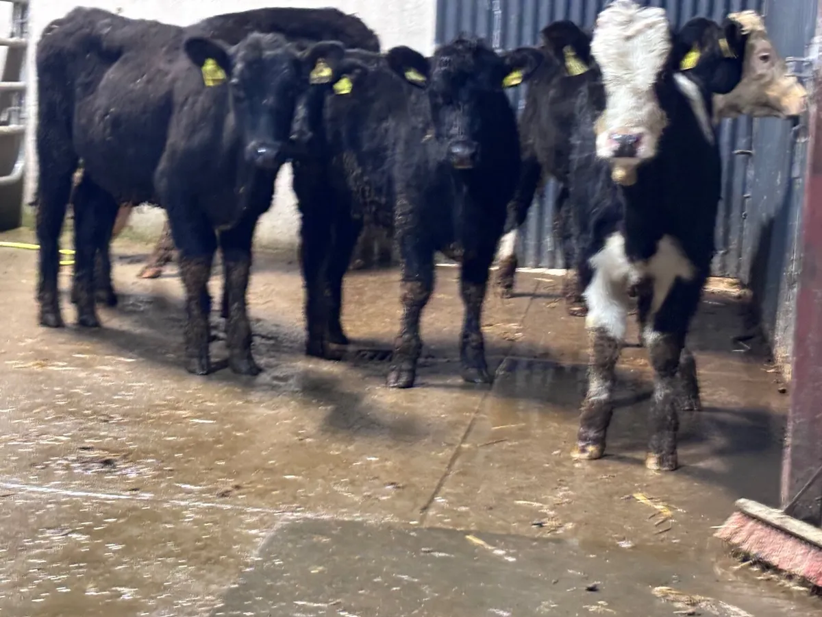 6 weanling heifers for sale - Image 4