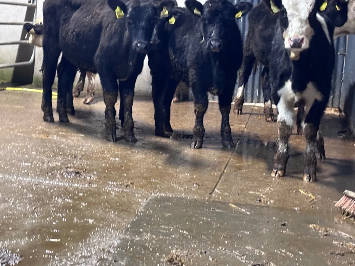 6 weanling heifers for sale - Image 3