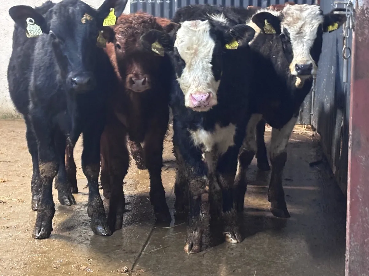 6 Weanlings for sale @€875 - Image 4