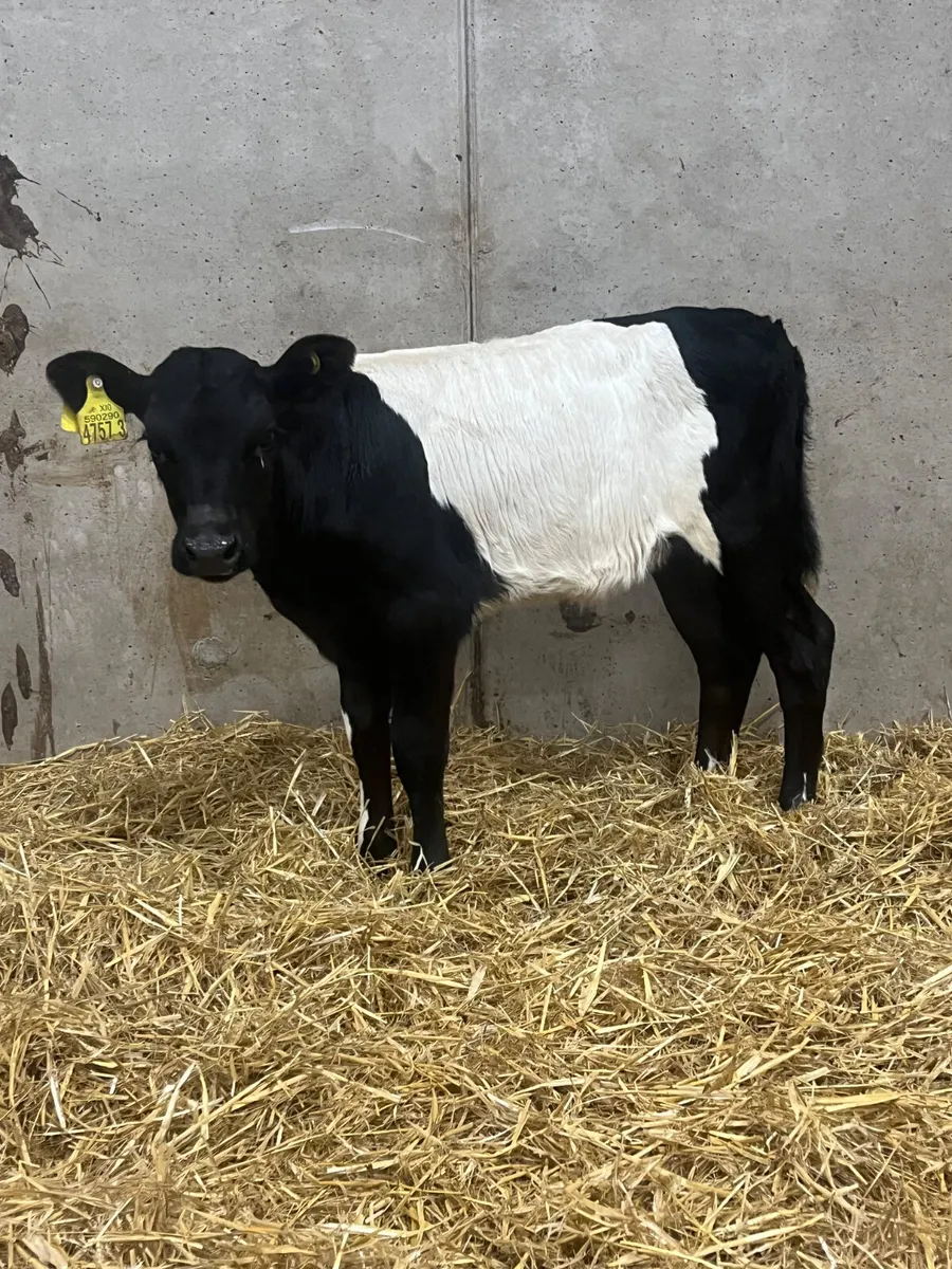 Belted Galloway Heifer Calf - Image 1