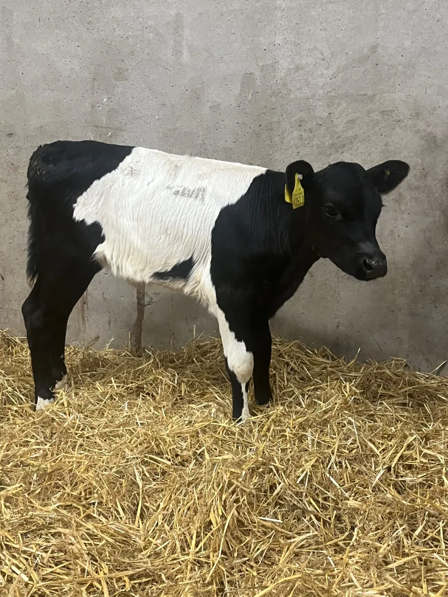 Belted Galloway Heifer Calf - Image 2