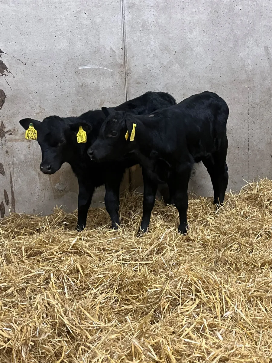 3 Angus Heifer Calves - Image 3