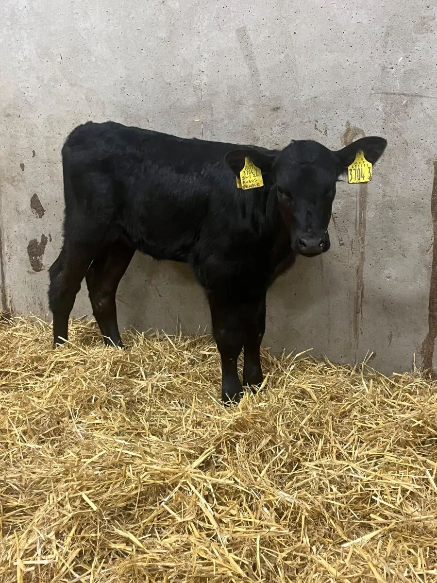 3 Angus Heifer Calves - Image 4