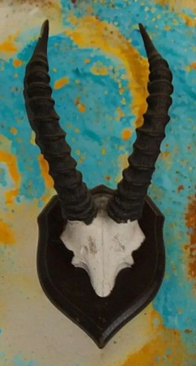 Vintage TaxidermyAntelope Horns - Image 4