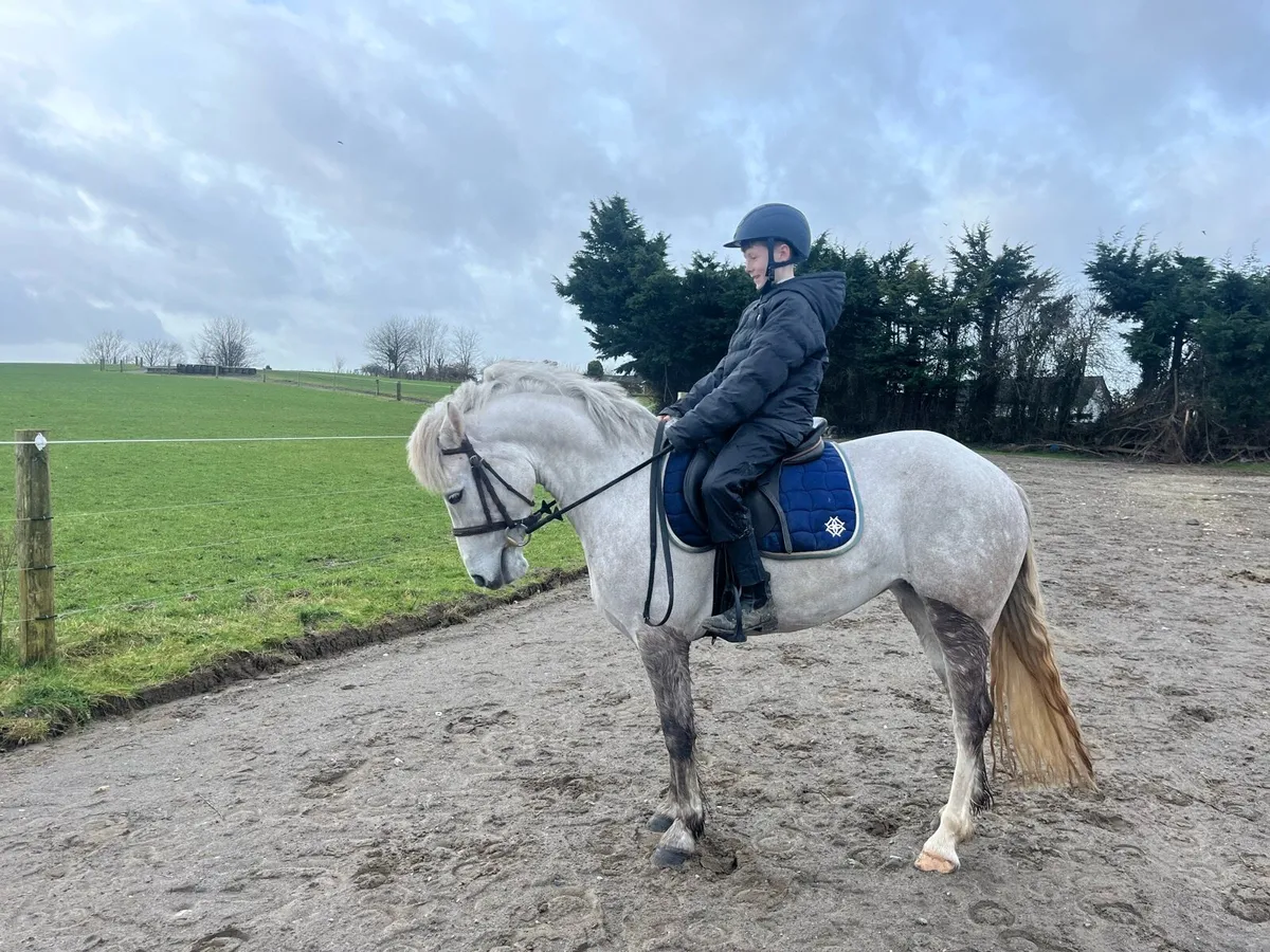 Pony for sale- Lot 19 Cavan sales Feb 2026 - Image 1