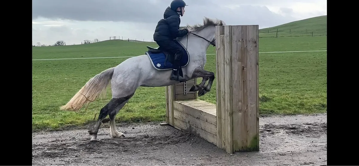 Pony for sale- Lot 19 Cavan sales Feb 2026 - Image 2