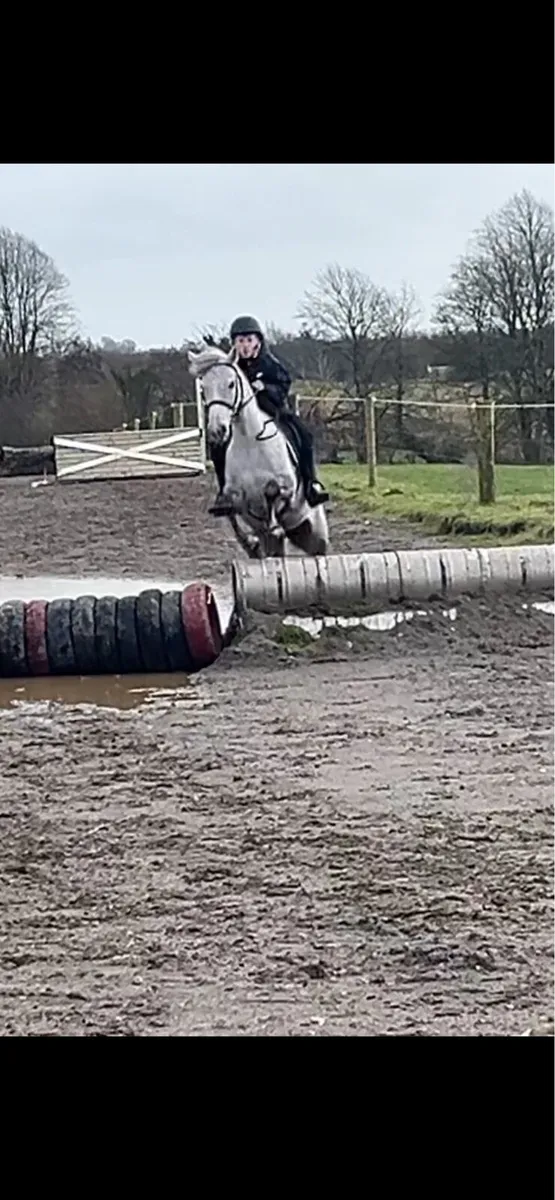 Pony for sale- Lot 19 Cavan sales Feb 2026 - Image 3