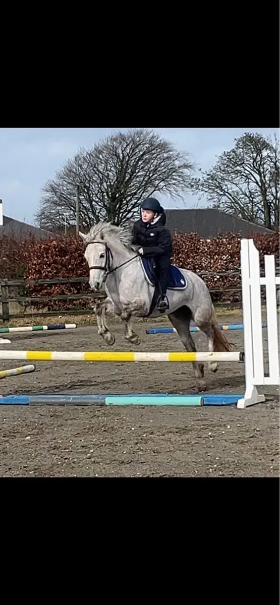 Pony for sale- Lot 19 Cavan sales Feb 2026 - Image 4