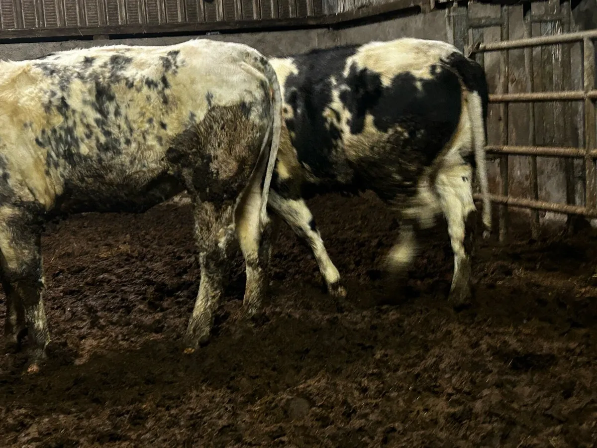 Two Belgium Blue Breeding Heifers With Stars - Image 3