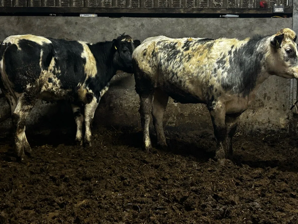 Two Belgium Blue Breeding Heifers With Stars - Image 1