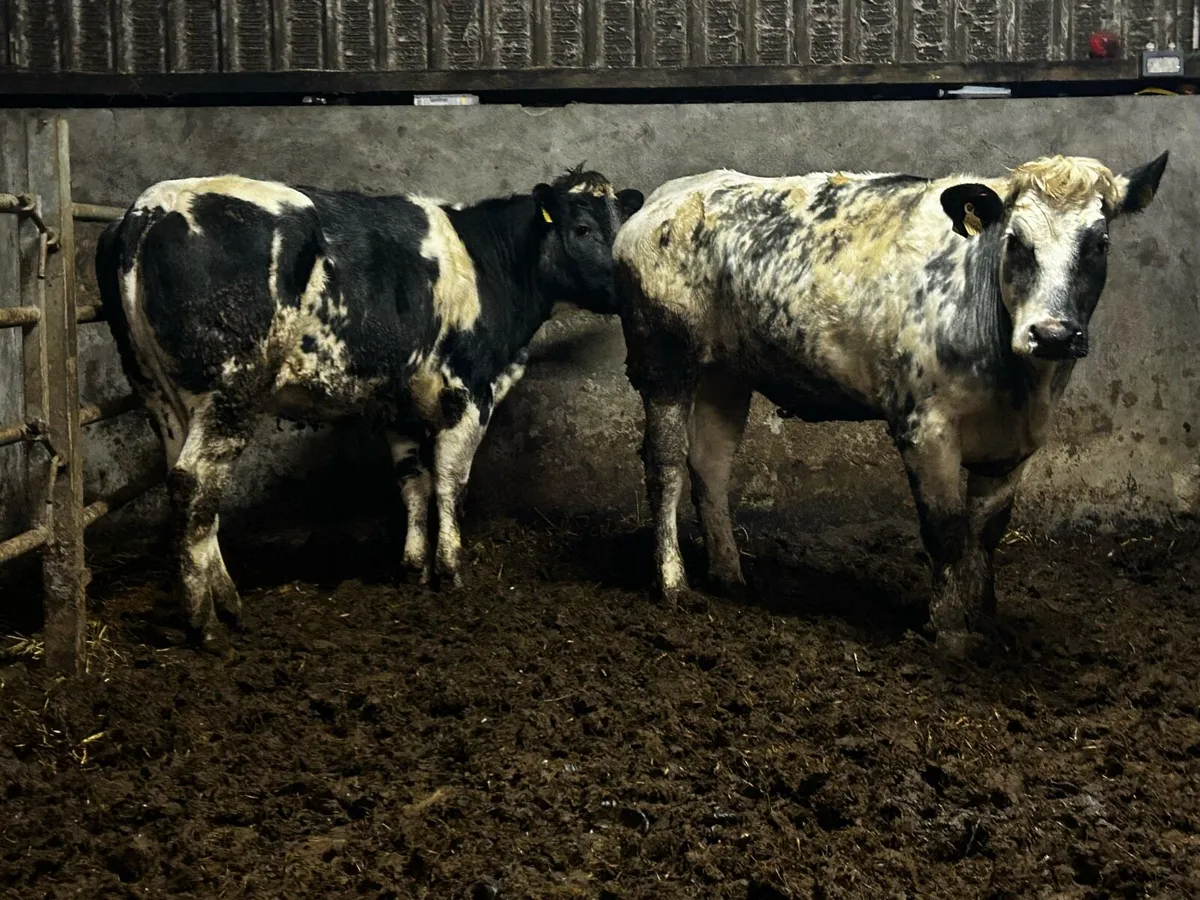Two Belgium Blue Breeding Heifers With Stars - Image 2