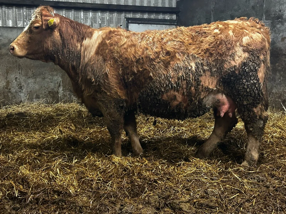 Charolais Springer - Image 1