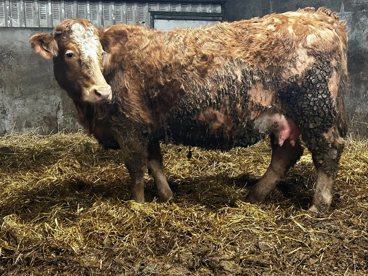 Charolais Springer - Image 2