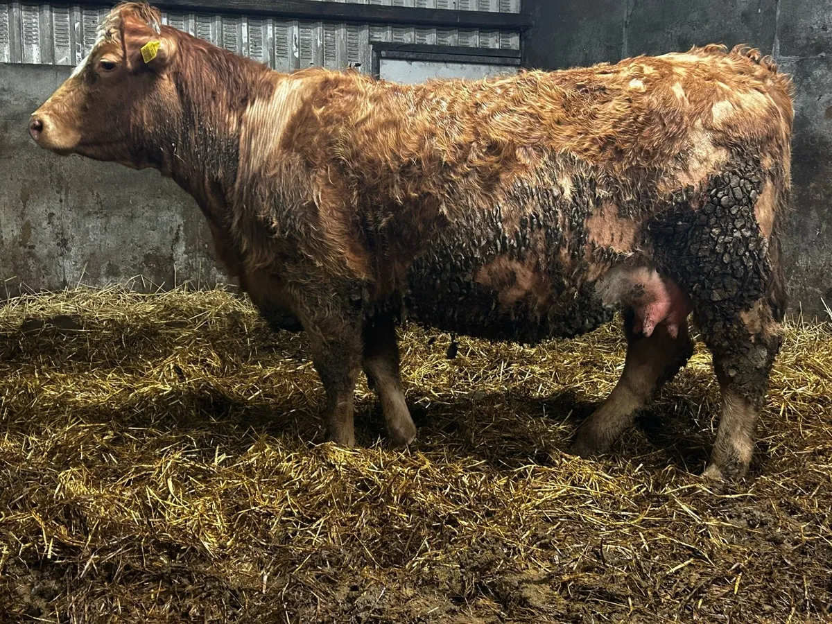 Charolais Springer - Image 4