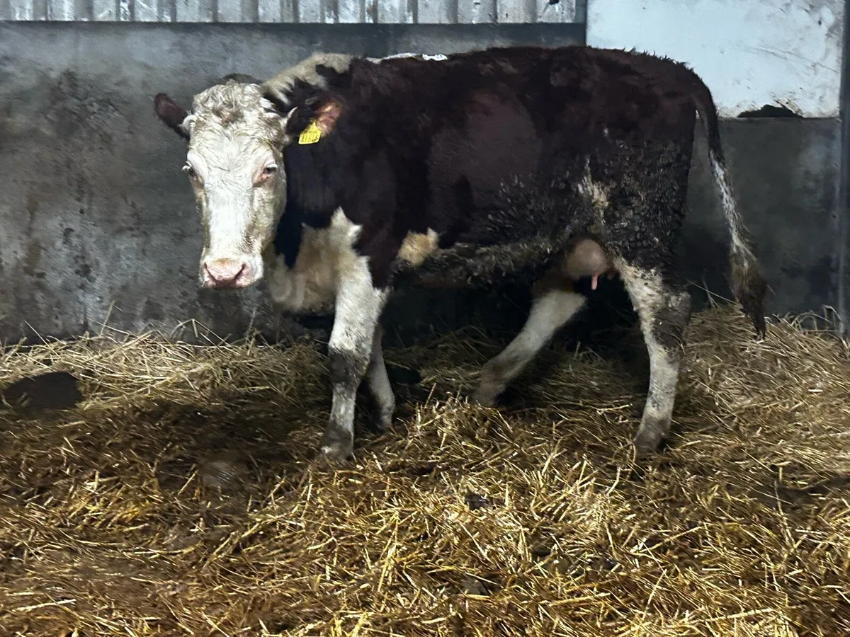 5 Star In-Calf Hereford Heifer - Image 2