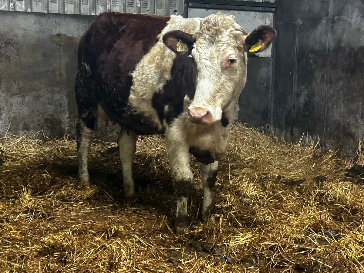5 Star In-Calf Hereford Heifer - Image 3
