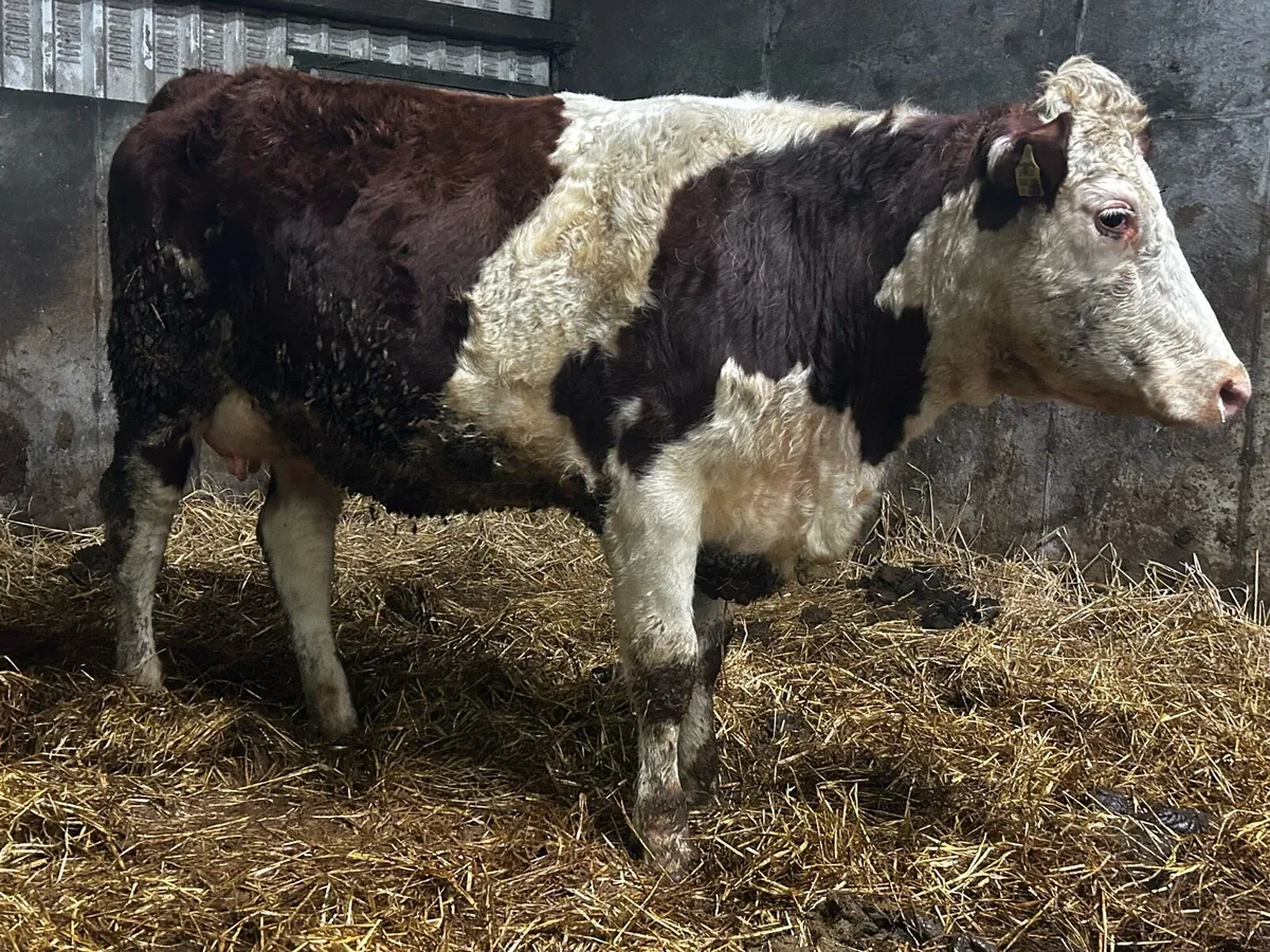 5 Star In-Calf Hereford Heifer - Image 4