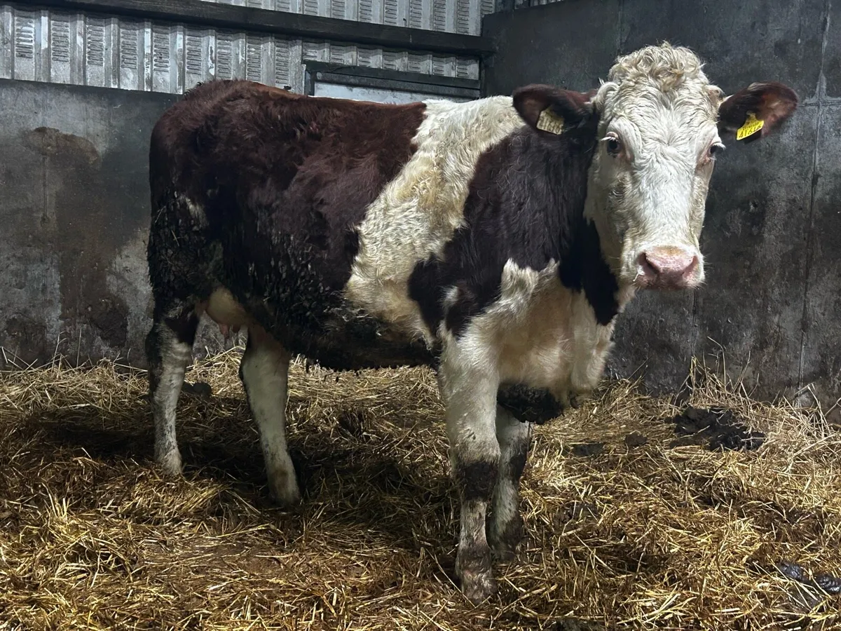 5 Star In-Calf Hereford Heifer - Image 1