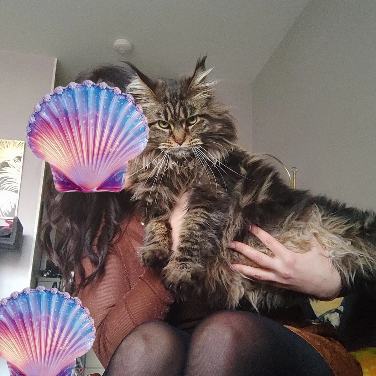 Main coon cat , female - Image 2