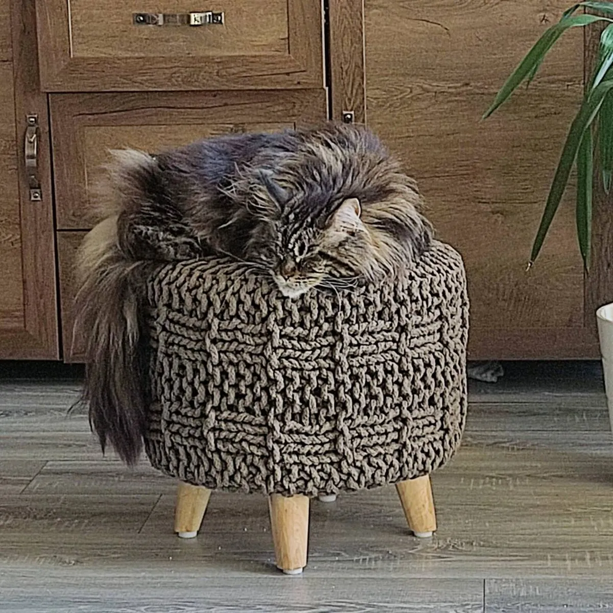 Main coon cat , female - Image 3