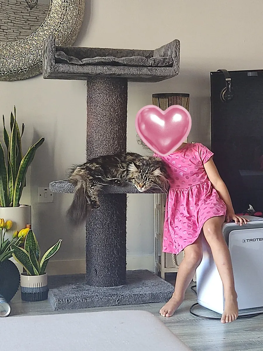 Main coon cat , female - Image 4